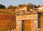 Vignes-Givry-automne-2017-JM (2).JPG