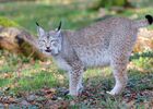 imgpreview-name-mising