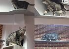 Valenciennes - Le Chat Fait des Délices - Restaurant - Chat - 2018.jpg