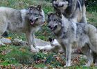 loup.jpg