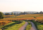 Vignes-Givry-automne-2017-JM (85).JPG
