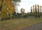 st aubin de baubigné-les roches moussets-chevaux.jpeg