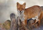 imgpreview-name-mising