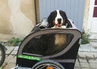 dogtrailer ile de ré.jpg