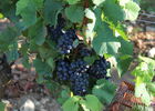 Givry-vins-vignes