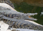 Planète des Crocodiles - Civaux - 2017 - ©Momentum Productions Mickaël Planes (3).JPG