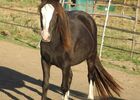 Balade_poney_ferme_Grillaults_La_Roche_Posay.jpg