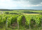 Vignoble.jpg