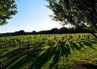 vignevignoble VA_02 2016.JPG