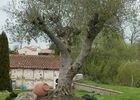 nueil-les-aubiers-chambres-dhotes-la-minaudiere-olivier.jpg