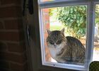 st aubin de baubigné-les roches moussets-chat.jpeg