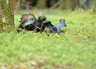 Paint Ball - St Pierre de Maillé - 2017 - ©Momentum Productions Mickaël Planes (12).JPG