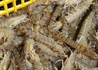 9crevettes_opt.jpg