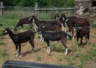Ferme CPA Lathus Saint Rémy © Claude Bouthe (4).jpg