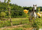 Chevaux Full HD.jpg
