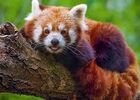 panda.jpg