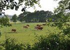 St Amand sur Sèvre-le petit Puy Loup-vaches.jpg