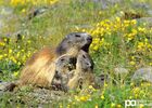 marmote 2.jpg
