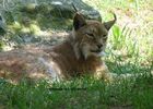 lynx.jpg