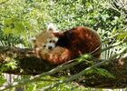 panda 2.jpg