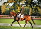 ecuriesdumoulinmoreau-laflotte-iledere-jockey.jpg