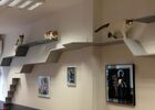 Valenciennes - Le Chat Fait des Délices - Restaurant - Intérieur - 2018.jpg