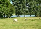 rorthais-gite-charmille-moutons©BenedicteBesnard.jpg