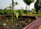 Carré potager Full HD.jpg