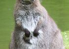 wallaby.JPG