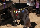 ecuriesdumoulinmoreau-laflotte-iledere-poney.jpg