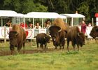 bisons.JPG