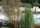piscine naturelle-sit.jpg