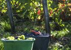 Vendanges.jpg