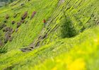 TRAILChampsaur_BD©AgenceKros_RemiFABREGUE (28 sur 51).jpg