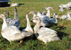 DSC_4654 copie.jpg