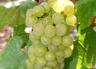Chardonnay.jpg
