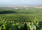 Bouzy Vineyard 4.JPG