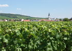 Bouzy Vineyard.JPG