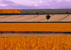 Couleur de printemps.jpg