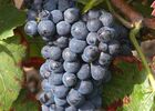 PHOTO PINOT MEUNIER MR JOLYOT.jpg