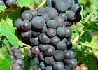 vendanges 2005 028REDIM.jpg