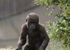 Bébé_Gorille_ZooParc_de_Beauval.jpg