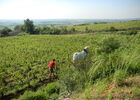 Le vignoble murisaltien_PG