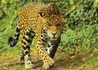 Jaguar_©ZooParc-de-Beauval.jpg