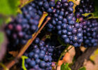 Art-In-The-Harvest-Darrin-Ballman-Commercial-Photography-8604_WEB_LOGO.jpg