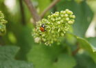 DSC00905.JPG