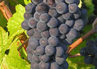 pinot noir.jpg