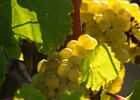 Le Chardonnay produit de Grands Vins Blancs_I&A.jpg