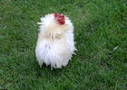 Charlot - Coq P--kin fris--.jpg