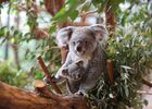 Koalas_©ZooParc-de-Beauval-(01).jpg